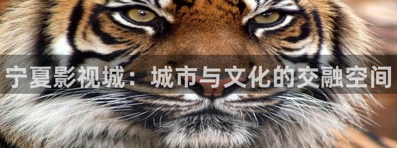 麻花视频影视：宁夏影视城：城市与文化的交融空间
